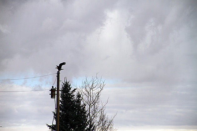 Landing Bald Eagle