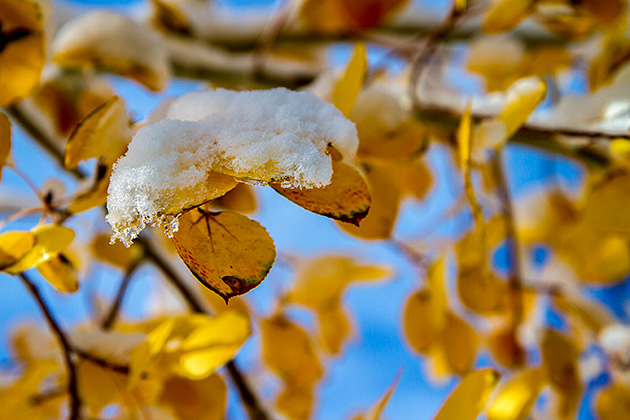 Frosty Fall Leaves