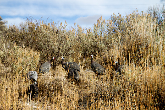 Idaho Turkey