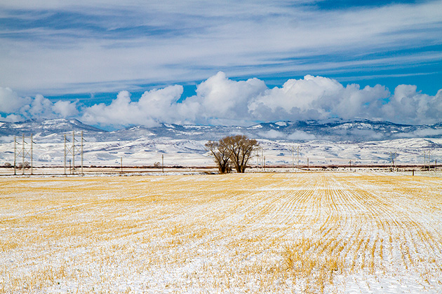 Snow Tree