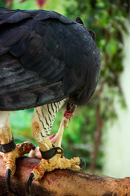 World Center for Birds of Prey