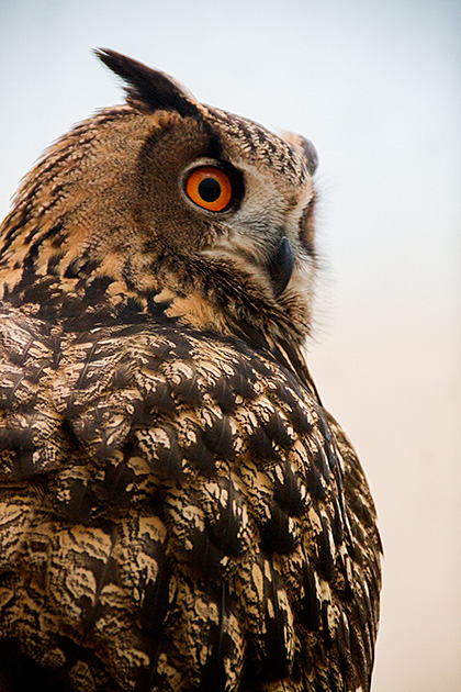 World Center for Birds of Prey Idaho