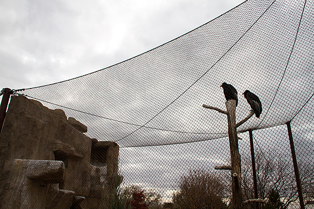 Super Cool Condors