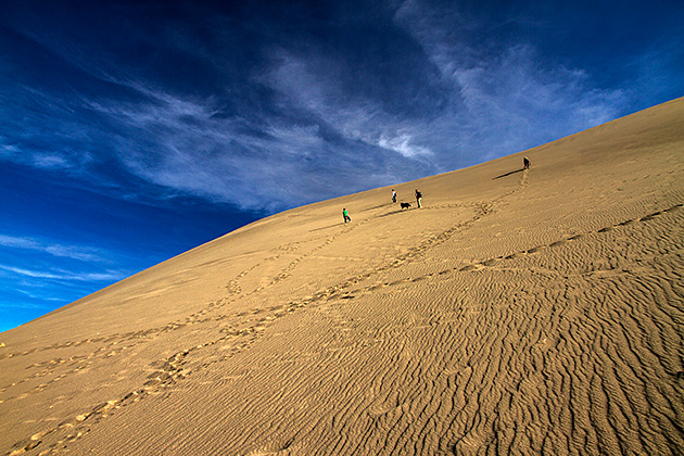 Dog on sand dune