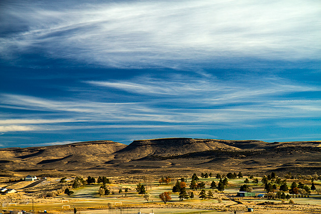 Cactus Petes Landscape