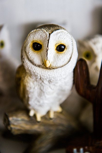 Cute Owl