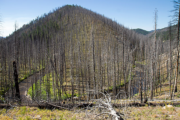 Burned Forest in Idaho with river