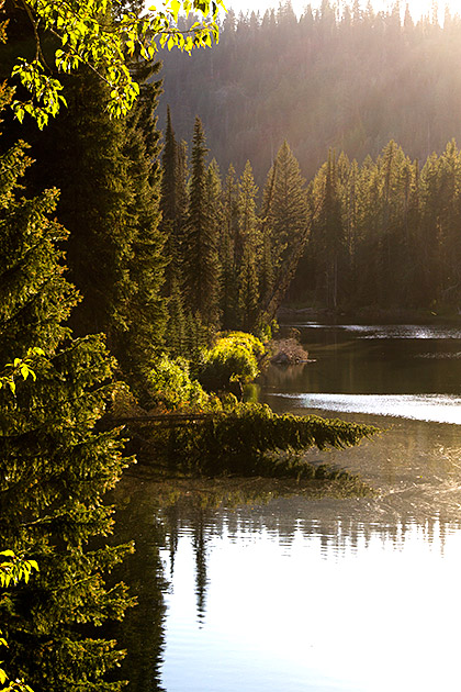 Mccall lake shore with fallen tree.