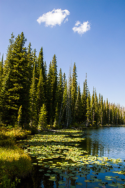 Pines and a lake in Idaho