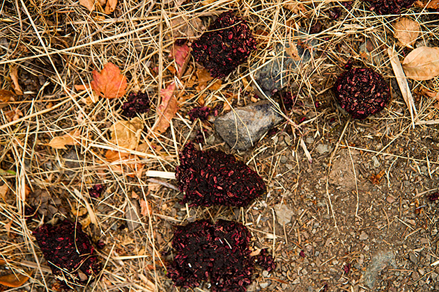 Red bear droppings