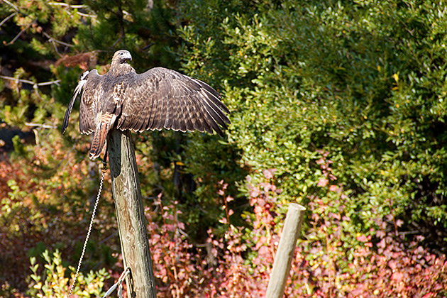 Eagle drying wings