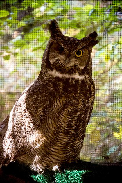 Winking owl