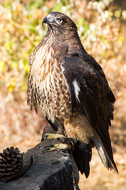 Snowdon Wildlife Sanctuary eagle