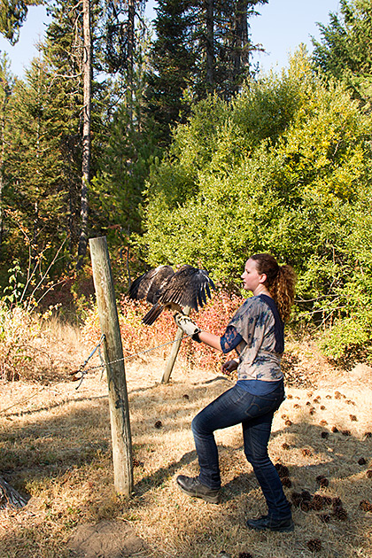 Woman handling eagle