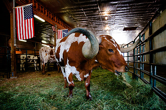 Idaho fair rounded horn bull