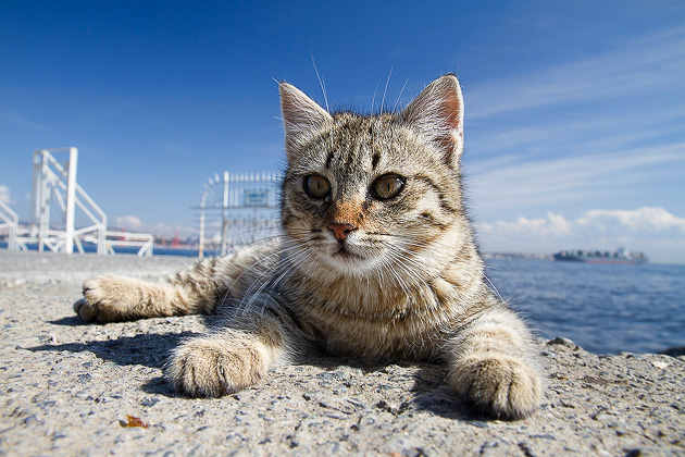 The cats of Istanbul