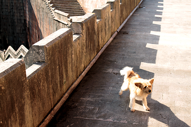 Pelayo Perro