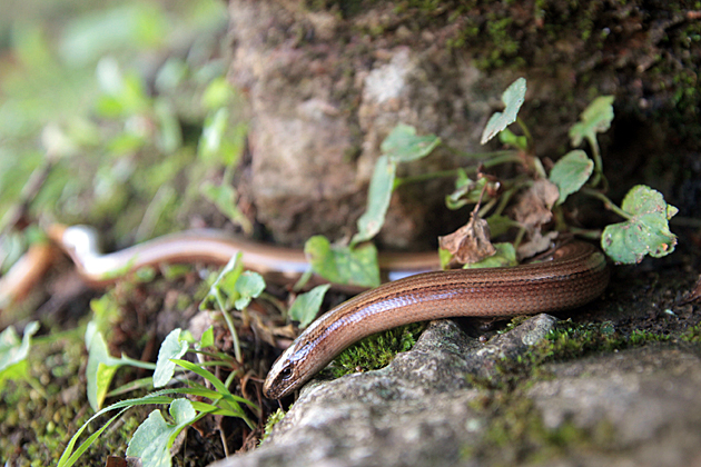 Covadonga Snake