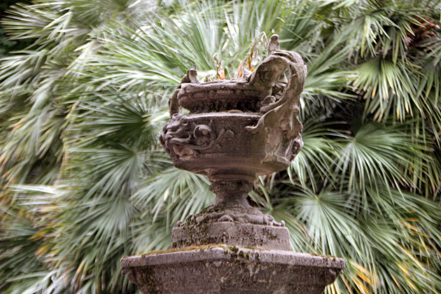 Bucket Palm