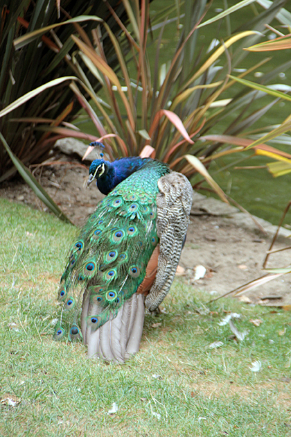 Oviedo Peacock