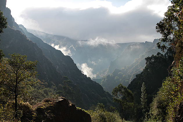 Jungle Spain
