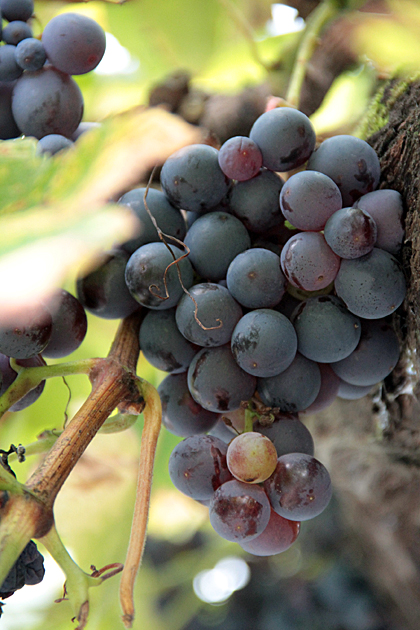 Teixois Uvas