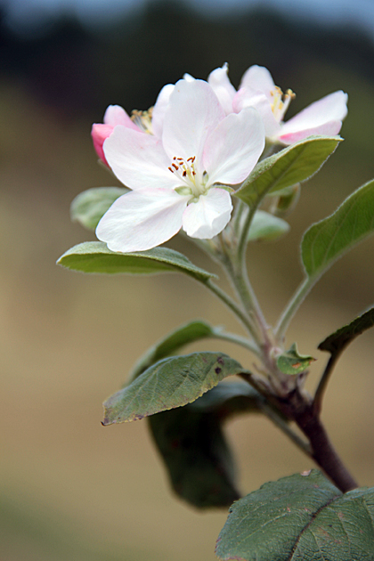 apple blossom