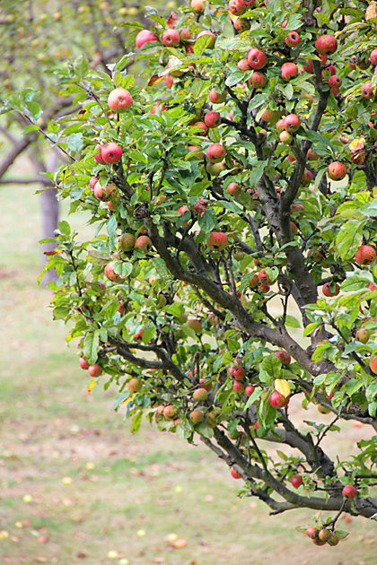 manzanas asturianas