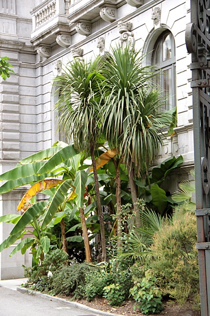 Oviedo, Spain Palm Trees