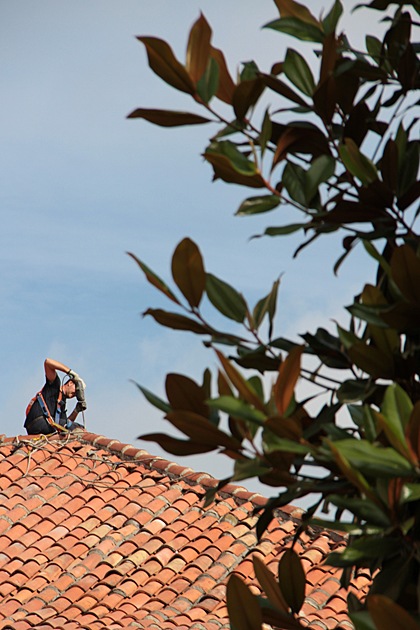 Roof Work with magnolia tree