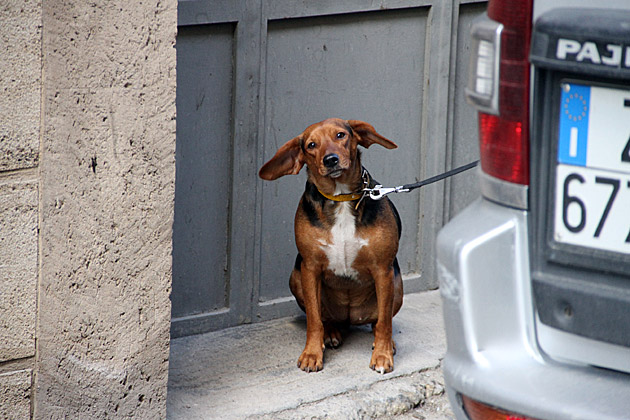 Caltagirone cute dog