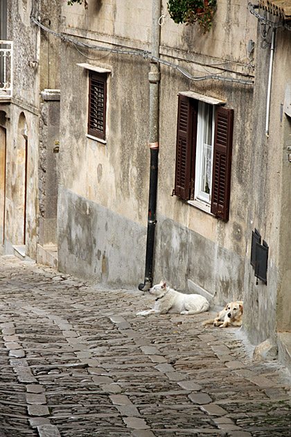 Sicilian Dogs