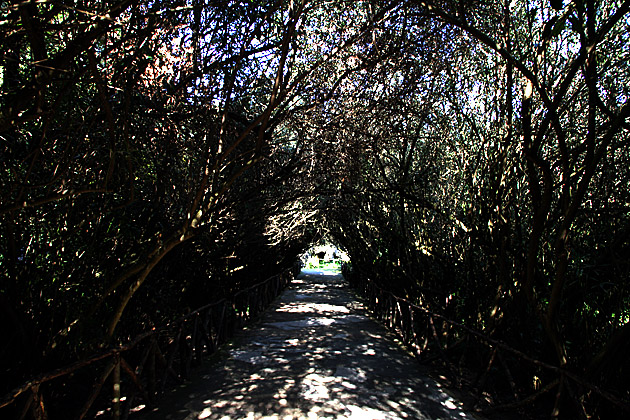 Bush Tunnel