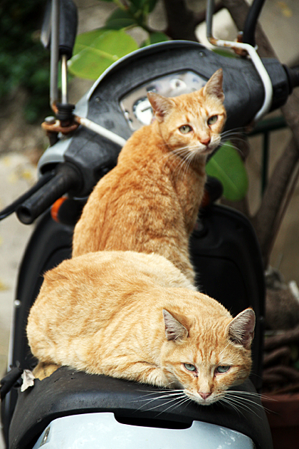 Italian Cats