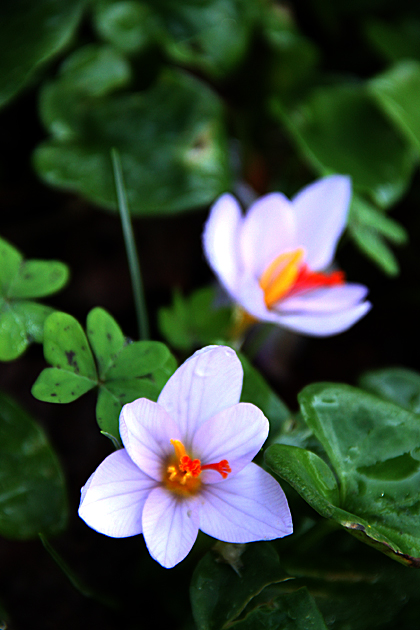 Italian BLossom