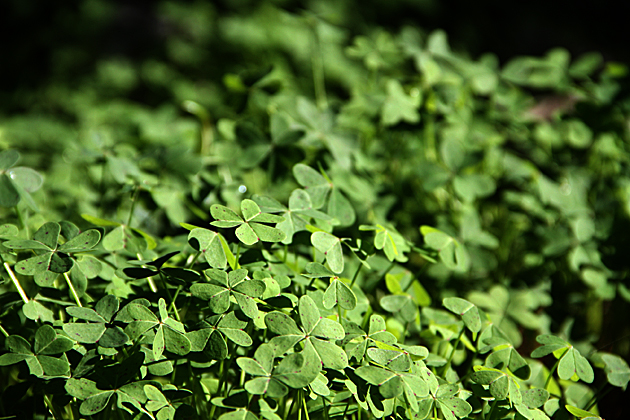 Italian Clover