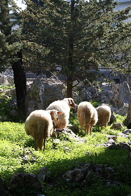 Italian Sheep