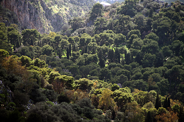 Palermo Trees