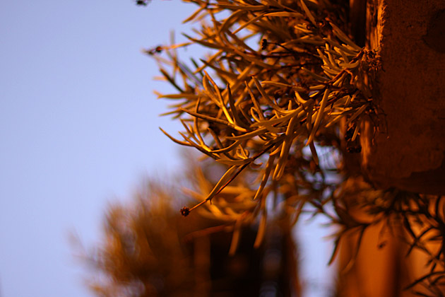 Sicilian Plants