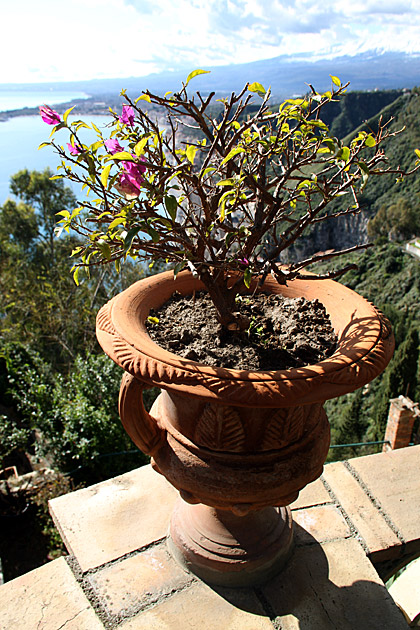 Taormina potted plants