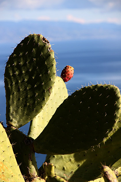 Taormina castus