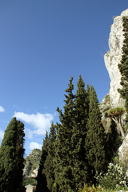 Taormina trees