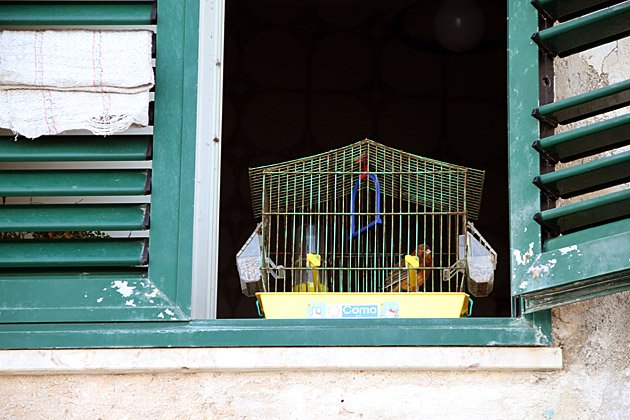 Trapani Bird