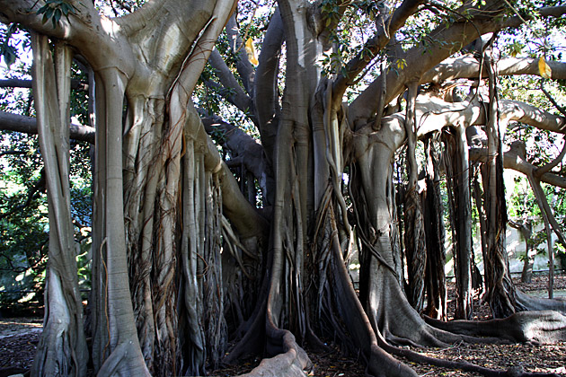 Liquid Trees