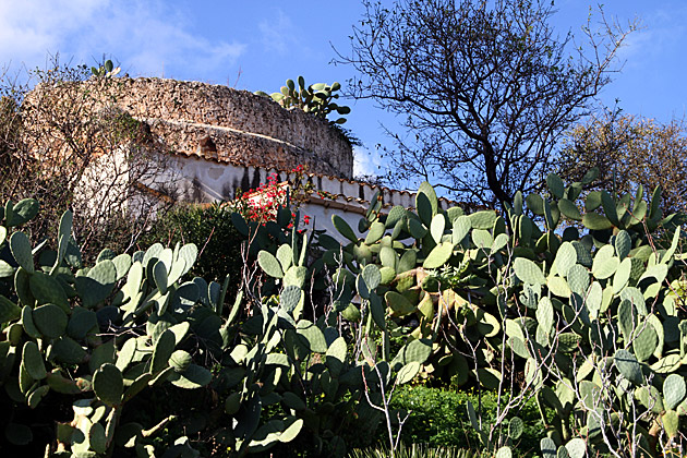 Cacti Sicily