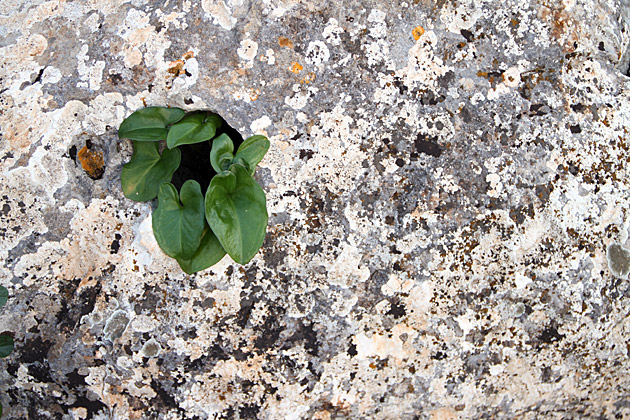 Plant In a Hole