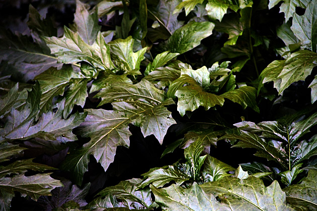 The Greens Of Sicily