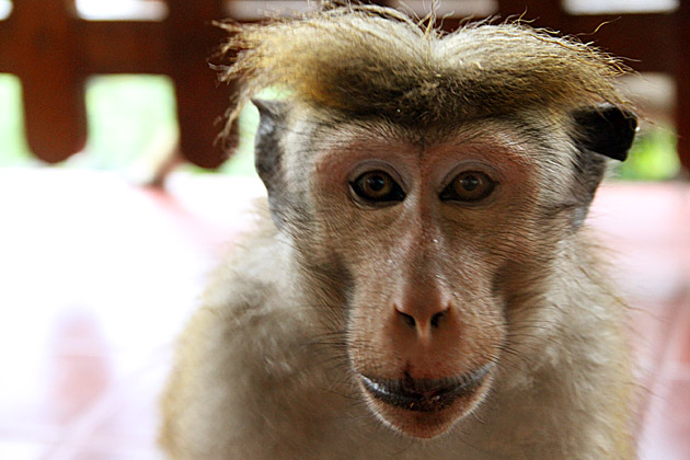 Toque Macaques Sri Lanka