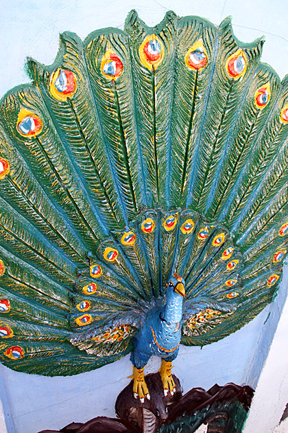 Kataragama Devale peacock
