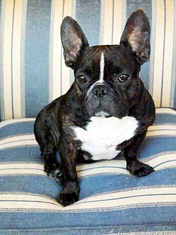 Cutest French Bulldog